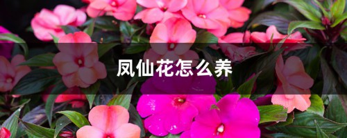 凤仙花怎么养