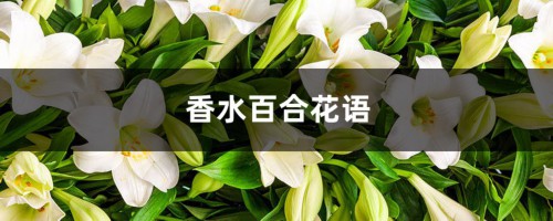 香水百合花语，百合花寓意