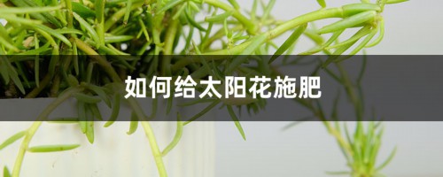 太阳花施肥方法，用什么肥好