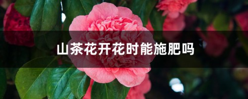 山茶花开花时能施肥吗，开花期施什么肥