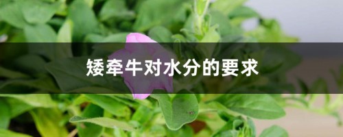 矮牵牛对水分的要求