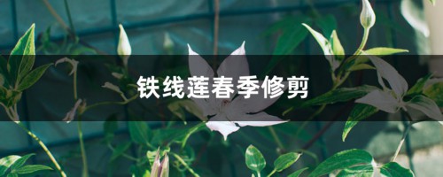 铁线莲春季修剪