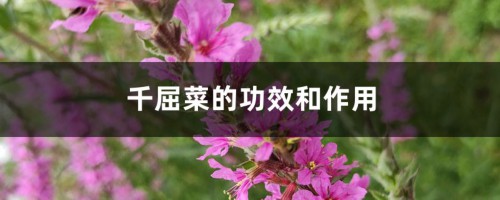 千屈菜的功效和作用