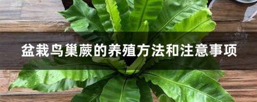 盆栽鸟巢蕨的养殖方法和注意事项