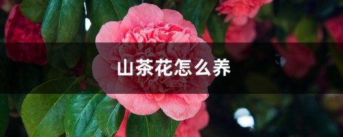 山茶花怎么养