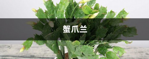 腊月养花别手欠，一盆水下去，蟹爪兰仙客来…活不到过年！