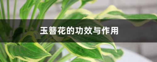 玉簪花的功效与作用