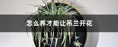 怎么养才能让吊兰开花