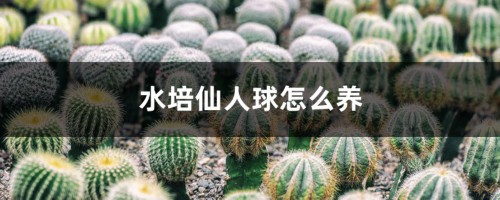 水培仙人球怎么养