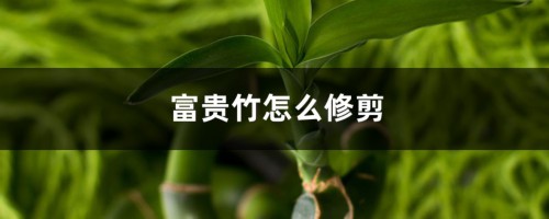 富贵竹怎么修剪