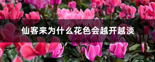 仙客来为什么花色会越开越淡