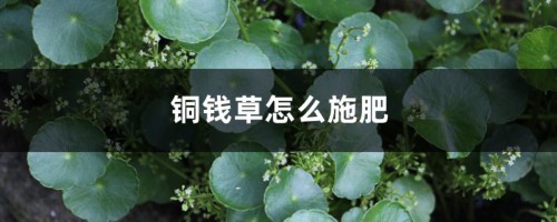 铜钱草怎么施肥