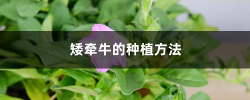 矮牵牛的种植方法